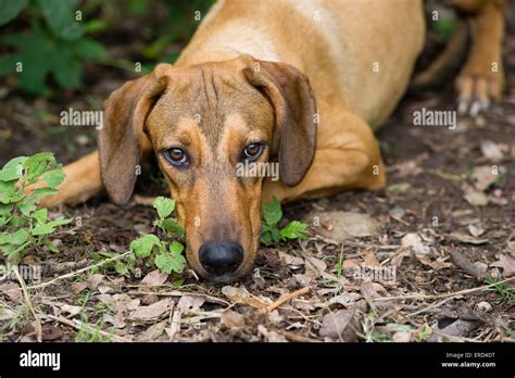 Sad dog is looking up lying down outdoors Stock Photo - Alamy