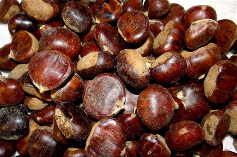 Castanha Portuguesa fruto: 10 benefícios, informação nutricional e ...