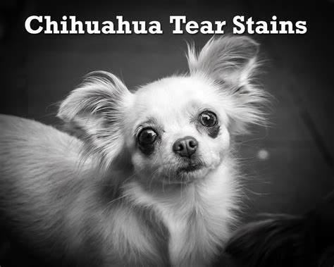 Chihuahua Tear Stains: Causes, Prevention and Treatment