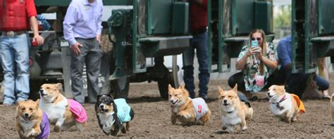 Corgi Dog Races