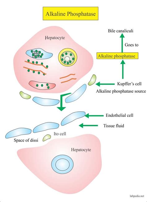 Alkaline phosphatase level (ALP) – Labpedia.net