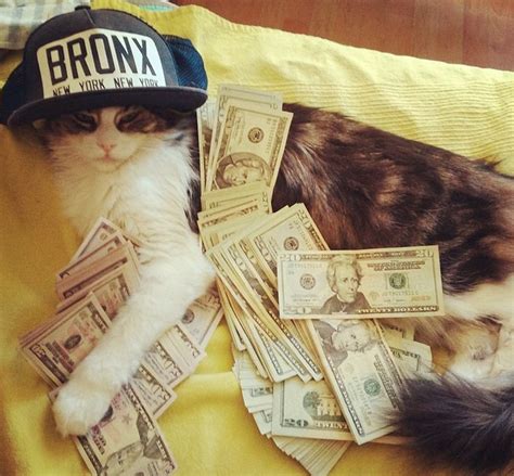 Top 10 Pictures of Thug Life Gangster Cats