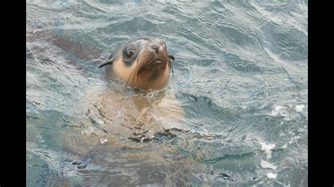 Seal Watching Phillip Island - Wildlife Coast Cruises - YouTube