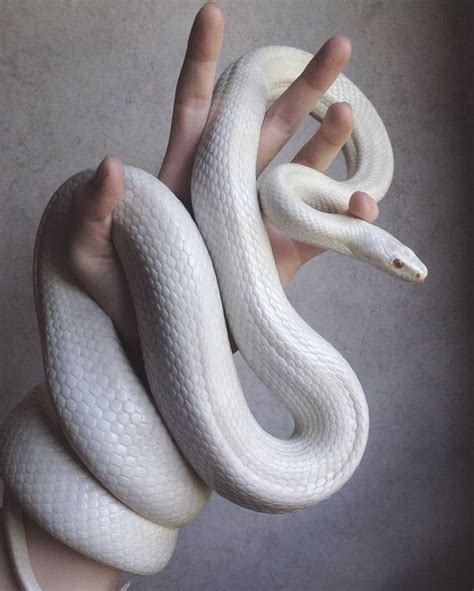 White as snow #cornsnake #cornsnakes #ratsnake #colubrid #colubrids # ...