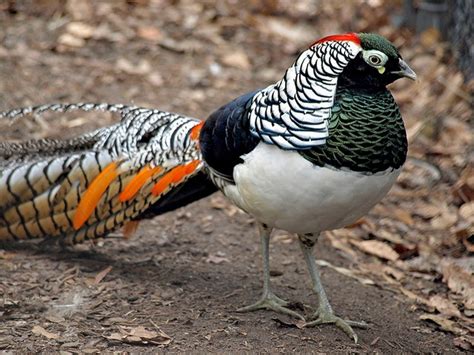 Lady Amherst's Pheasant - Facts, Pictures and Other Information | by ...