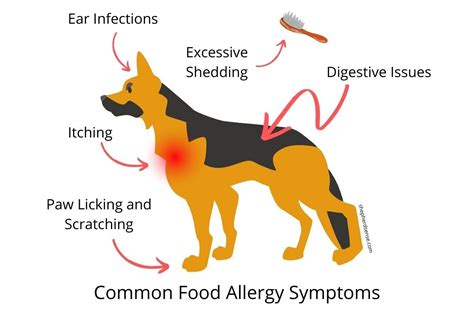 Understanding German Shepherd Food Allergies: Symptoms, Causes, and Solutions - Shepherd Sense