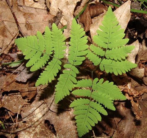 A Guide to Ferns of the Pacific Northwest – IntoCascadia