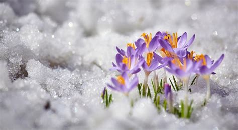 Premium Photo | Close up spring crocus flower in the melting snow in the sun sunshine