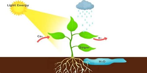 An Autotroph - Assignment Point