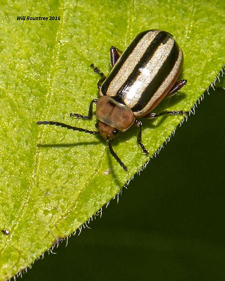 Black & white striped beetle - Disonycha - BugGuide.Net