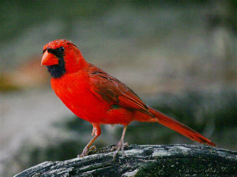 Free photo: Cardinal - Animal, Bird, Flight - Free Download - Jooinn