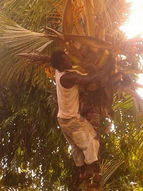 Climbing a coconut tree | Natural landmarks, Landscape, Landmarks