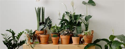 Top 5 Indoor Air Quality Plants to Supercharge Your Home's Atmosphere