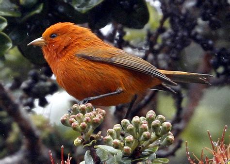 Hawaiian Honeycreepers Over many millennia (no... - The Birdr