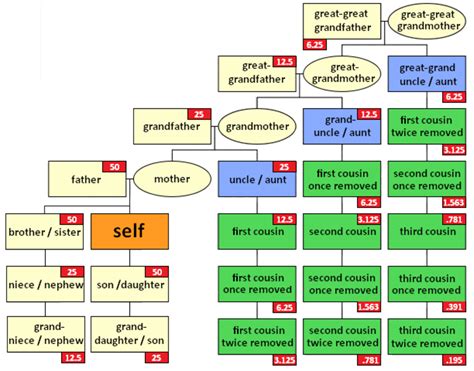 What Is a Second Cousin Twice Removed - This Chart Explains It All - WeHaveKids