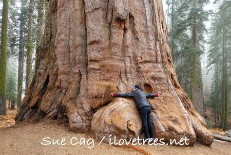 Sequoia National Park – I Love Trees