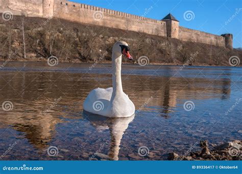 Swans Swimming on the Water in Nature. Stock Image - Image of lake, elegance: 89336417