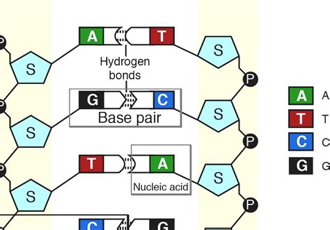 Base Pair - Base Pairs In Human Genome