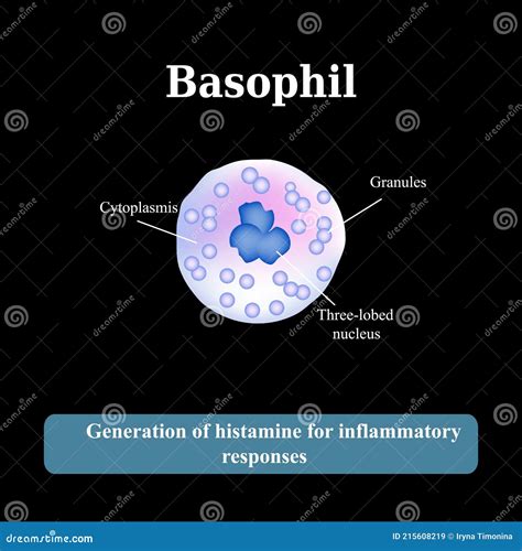 The Structure Of The Basophil. Vector Illustration | CartoonDealer.com ...