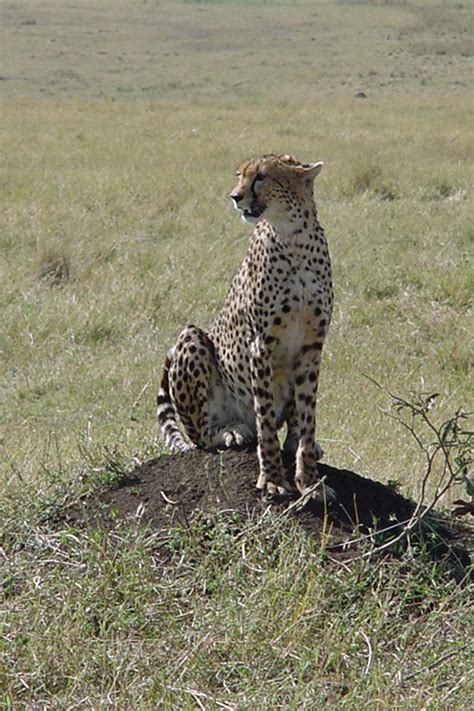 East African cheetah - Wikipedia