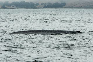 Blue Whale, Balaenoptera musculus near Morro Bay CA | Flickr