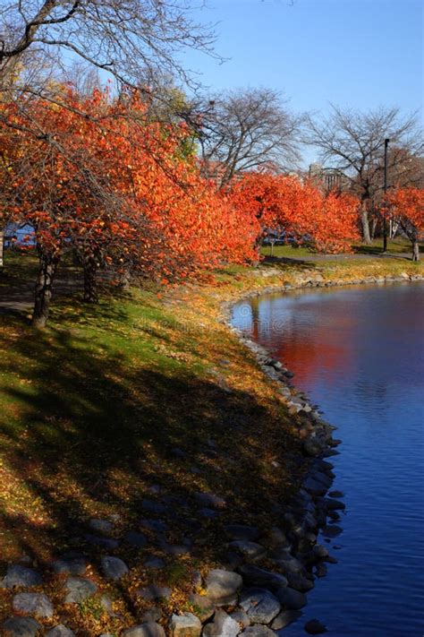 Stock Image of Fall Foliage at Boston Stock Image - Image of forest, nature: 99156055