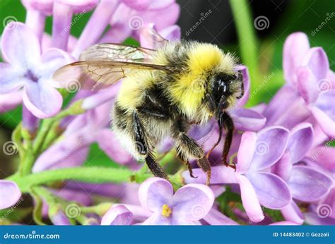 Bumble Bee Macro stock photo. Image of nature, bumblebee - 14483402