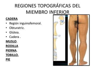 REGION TOPOGRAFICA DEL MIEMBRO INFERIOR.pdf