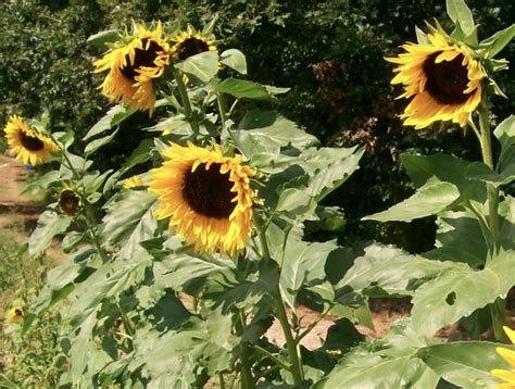 Harvesting Sunflower Seeds & History | Southern Exposure Seed Exchange