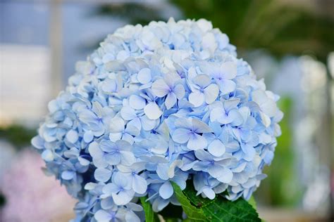 Bigleaf Hydrangea Leaf