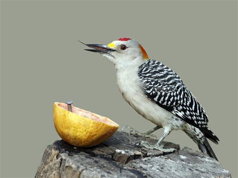 What Do Woodpeckers Eat? (Full Diet, Feeding, Habits +… | Birdfact