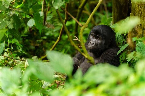 Best Time to see Gorillas in Uganda. - Gorilla Africa Safaris