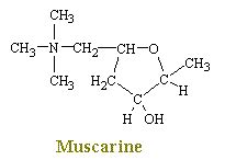 Cholinergic Drugs I - Nicotinic and Muscarinic Receptors - Chemistry LibreTexts