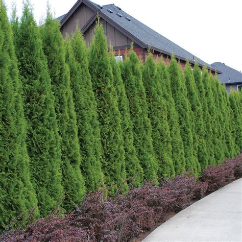 Arborvitae Emerald Green Thuja Emerald Shrub 10 Fresh Cuttings 10-15 Cm Long/wide for ...