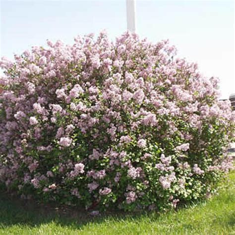 LILAC DWARF KOREAN – Knippel Garden Centre