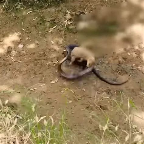 Mongoose Fighting A Snake