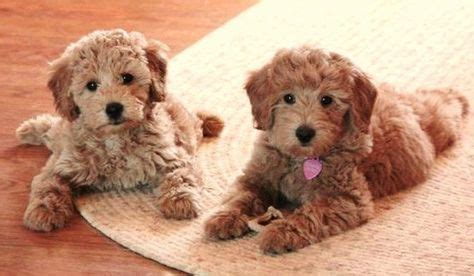 A Goldendoodle is a cross-breed/hybrid dog obtained by breeding a golden retriever with a poodle ...