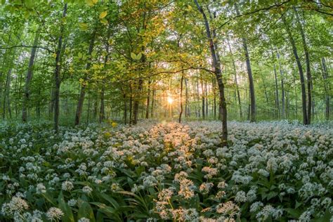 arbre, forêt, fleur, plante, Soleil, le coucher du soleil | Beautiful nature, Nature aesthetic ...