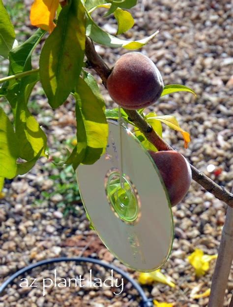 A Shiny Solution to Deter Birds From Fruit Trees - Birds and Blooms