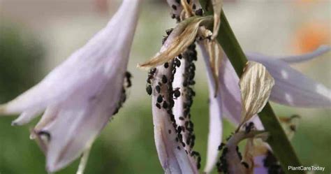 How To Get Rid Of Black Bean Aphids