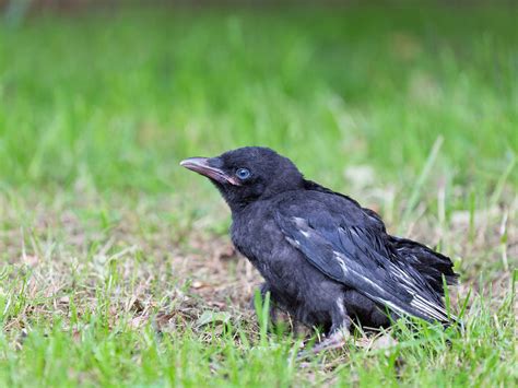 Baby Crows: All You Need to Know (with Pictures) | Bird Fact