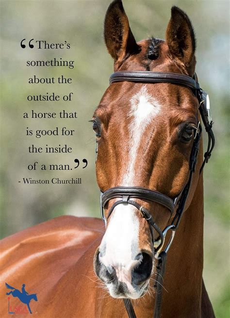 Horse Quotes: Inspiring Words for Horse Lovers