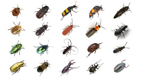 Beetle Bug Identifier | atelier-yuwa.ciao.jp