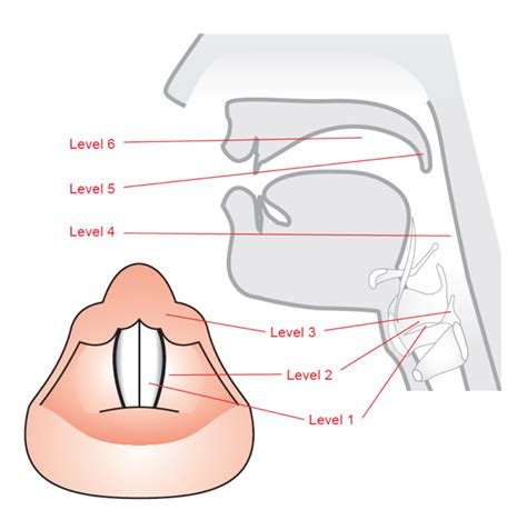 Vocal Tract Anatomy