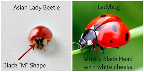 Asian Lady Beetle Bite Symptoms