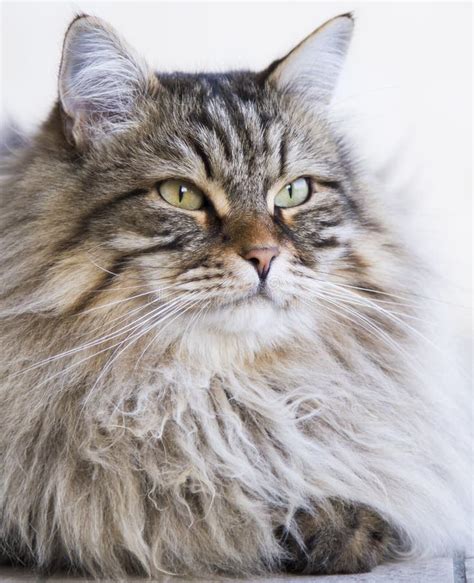 Adorable Long Haired Cat in the Garden, Brown Tabby Siberian Breed Male ...