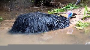 Cassowary Injury | Free Images at Clker.com - vector clip art online, royalty free & public domain