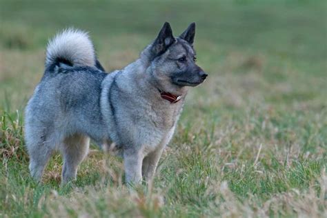 Norwegian Elkhound | Dog Breeds Facts, Advice & Pictures | Mypetzilla UK