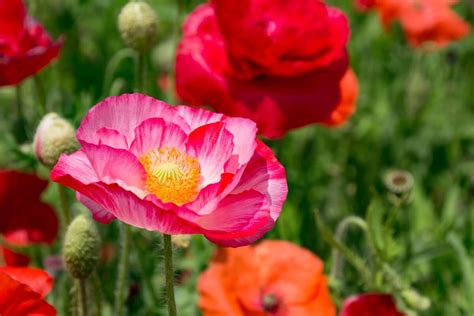 Significado y simbolismo de la flor de amapola