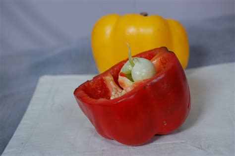 Viviparous Capsicum fruitescens: Viviparous Capsicum fruitescens